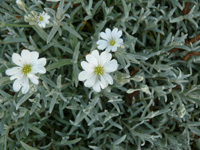 cerastium tomentosum.jpg_s.jpg